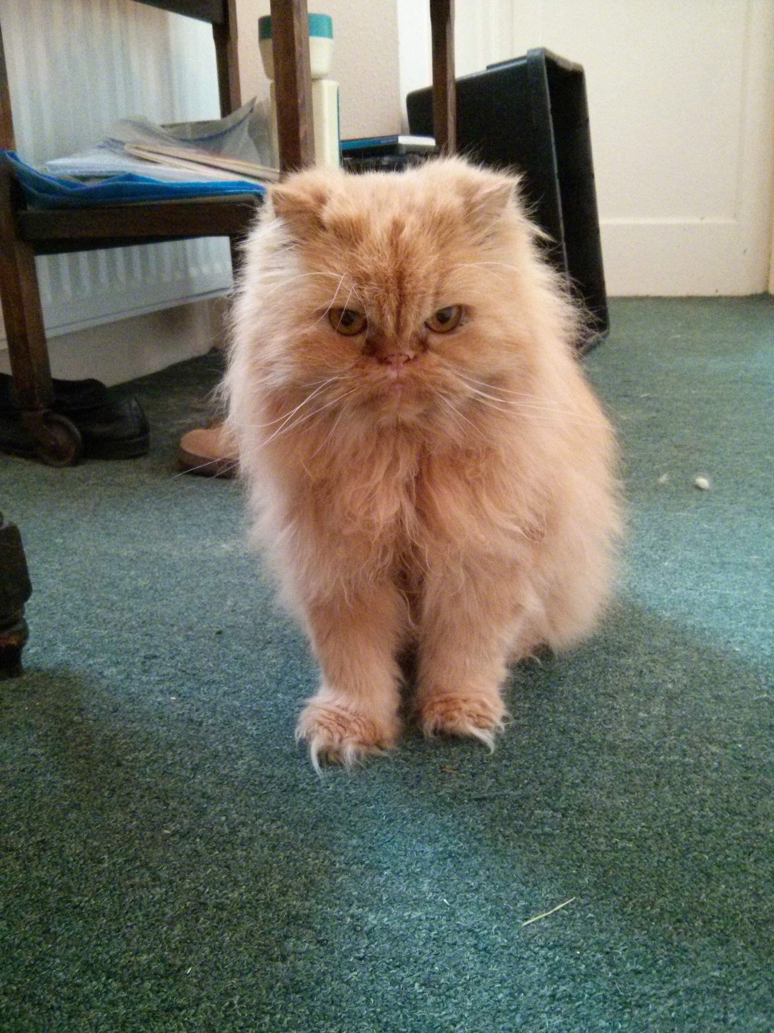 Cats, Christmas