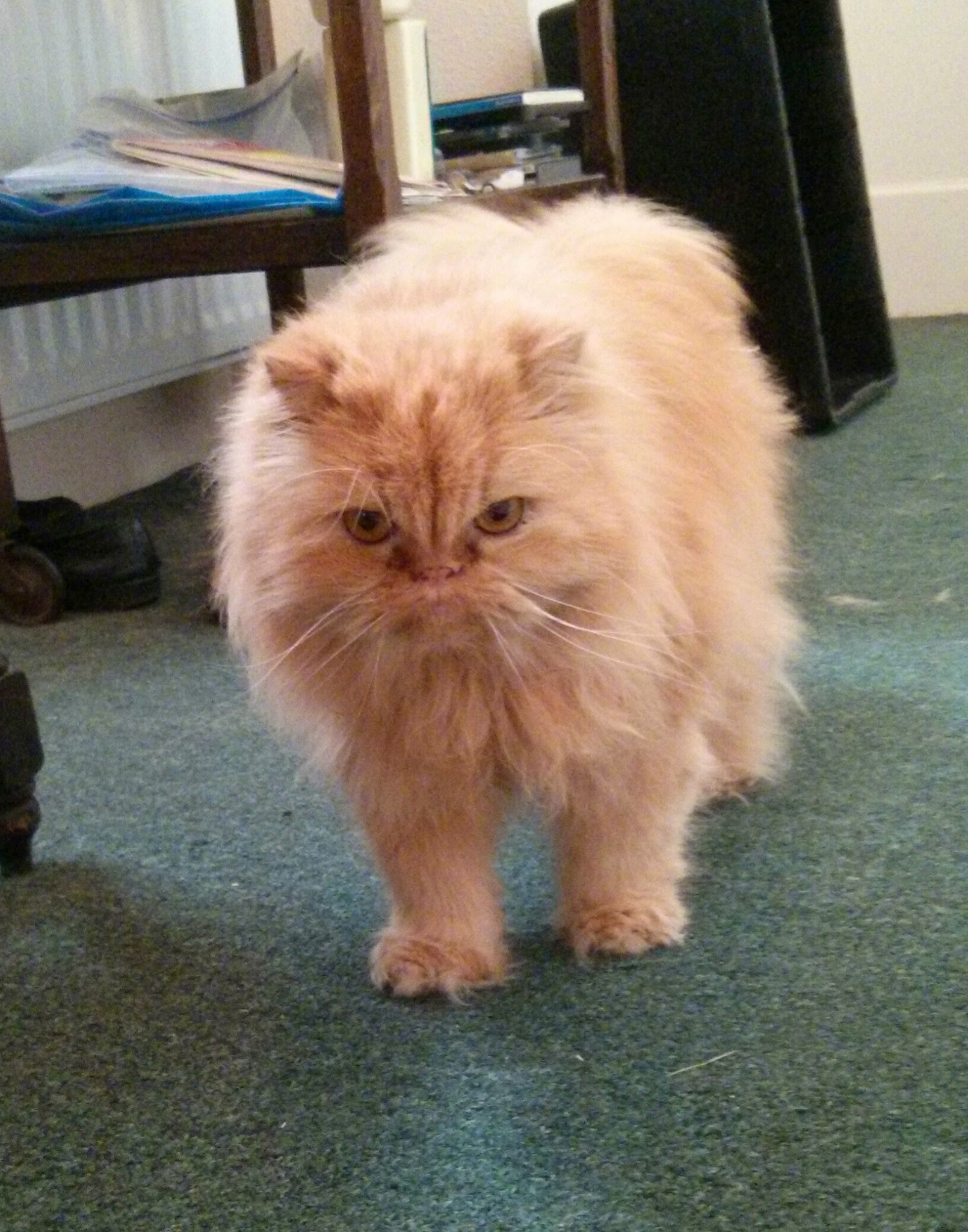 Cats, Christmas