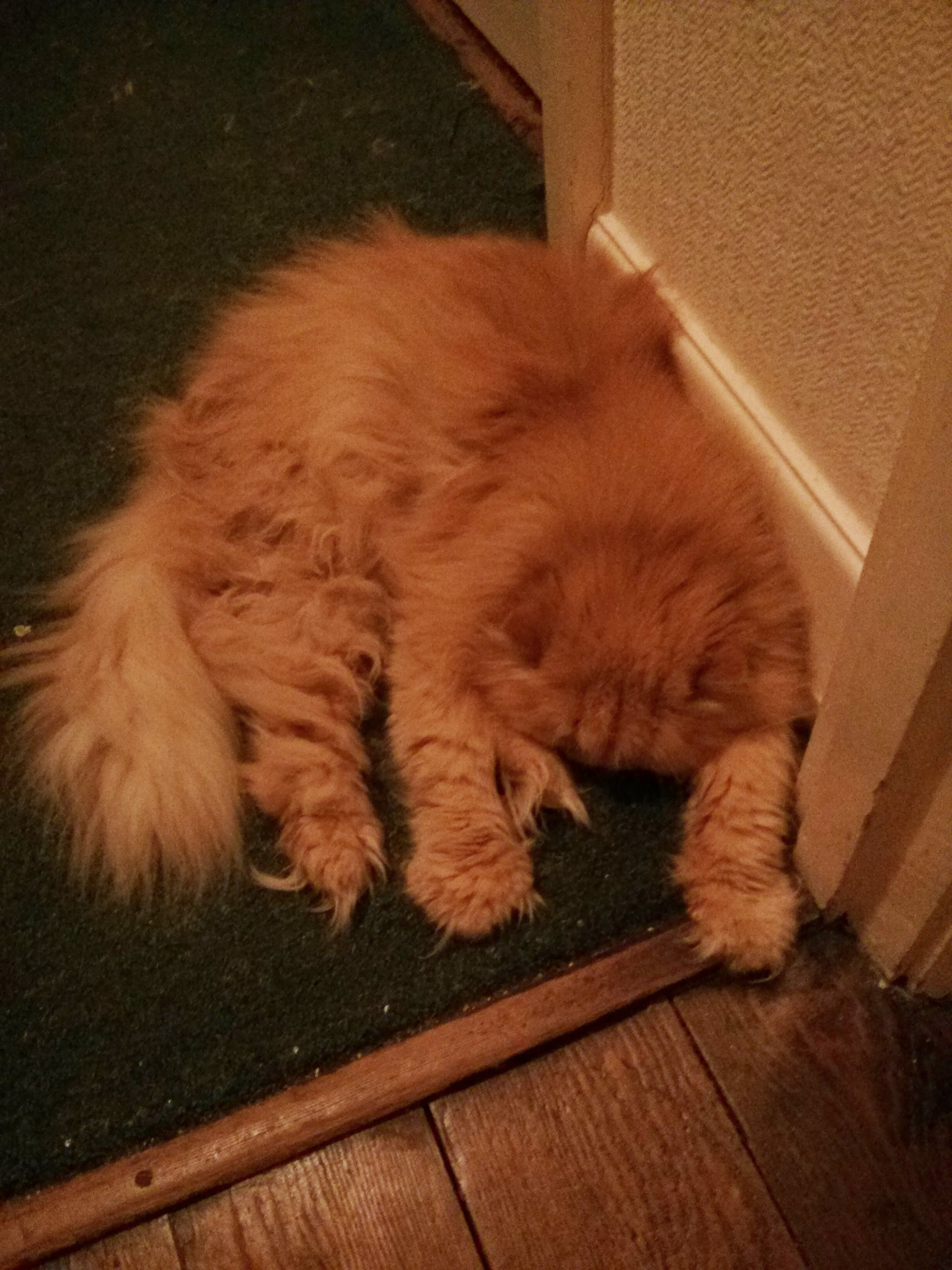 Cats, Christmas