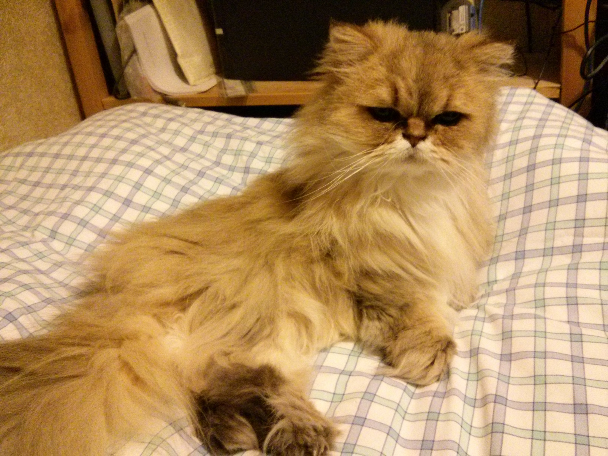 Cats