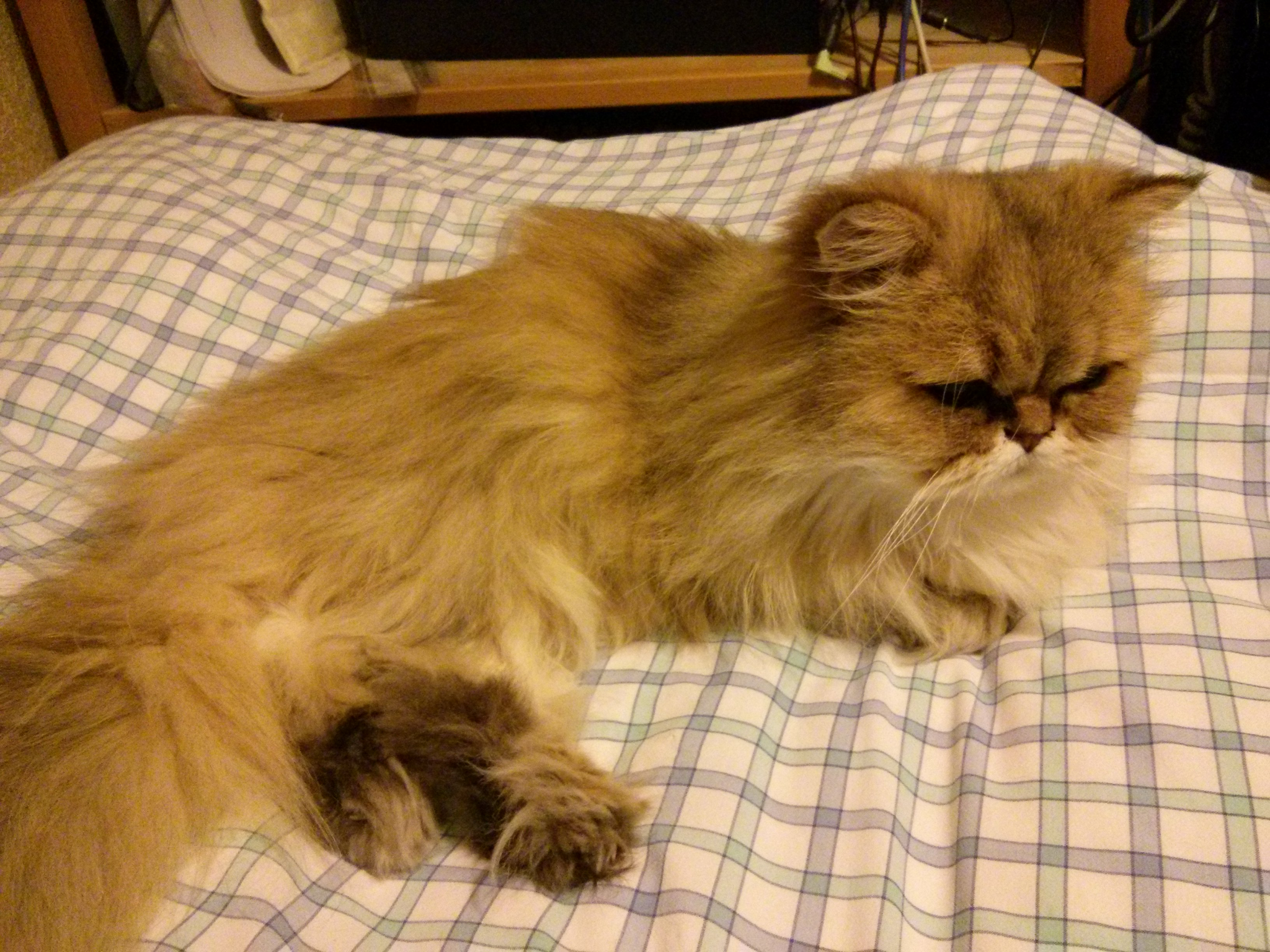 Cats