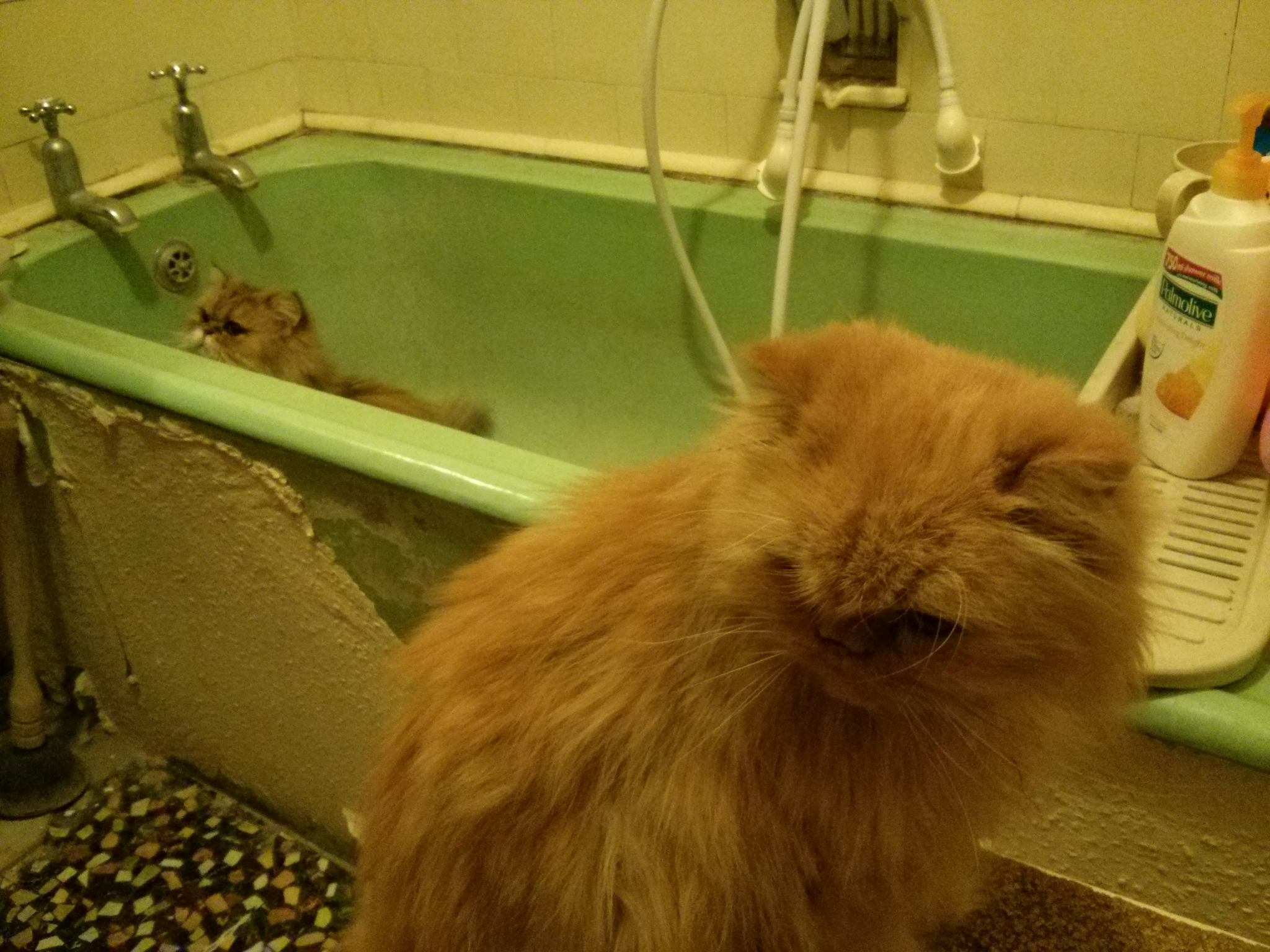 Cats, Christmas