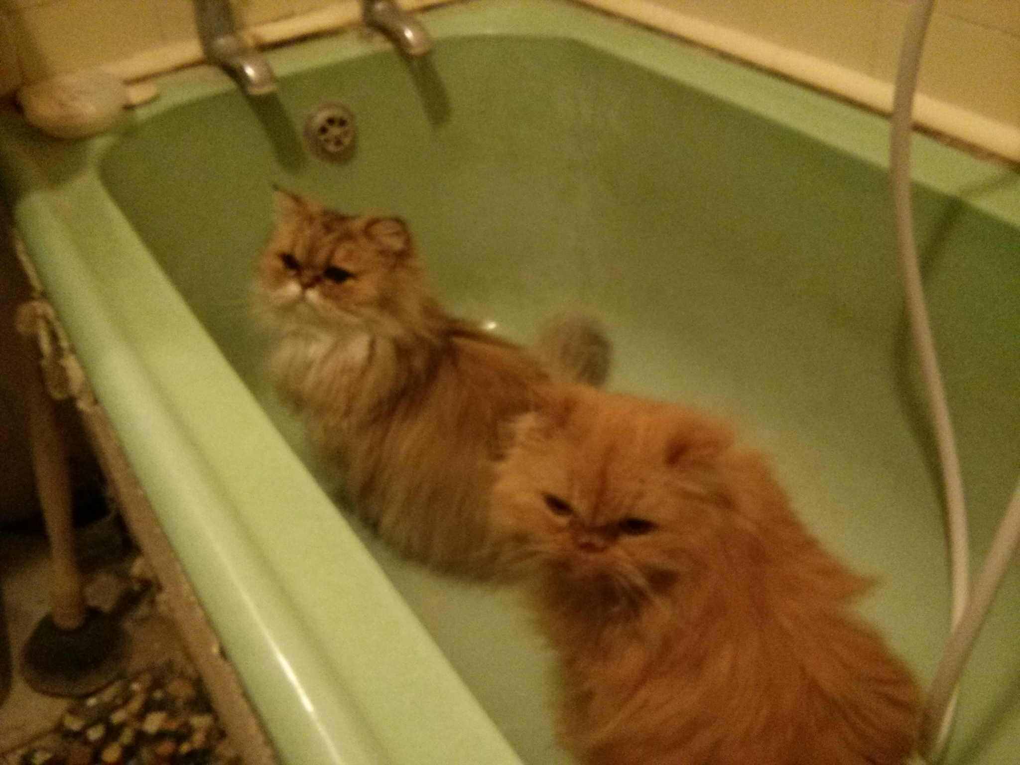 Cats, Christmas