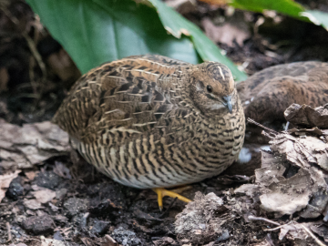 Quail chicks in Lund botanical gardens