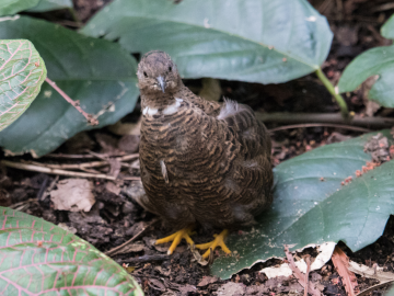 Quail chicks in Lund botanical gardens