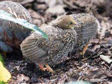 Quail chicks in Lund botanical gardens