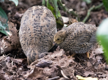 Quail chicks in Lund botanical gardens