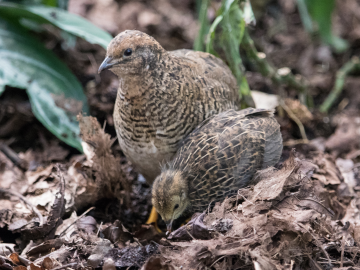 Quail chicks in Lund botanical gardens