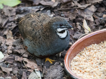Quail chicks in Lund botanical gardens
