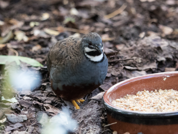 Quail chicks in Lund botanical gardens