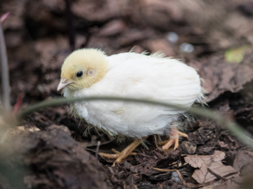 Quail chicks in Lund botanical gardens