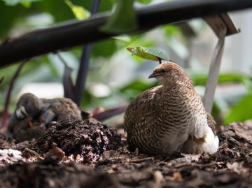 Quail chicks in Lund botanical gardens