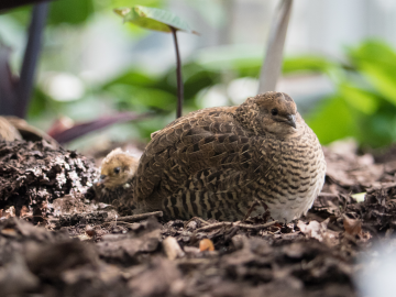 Quail chicks in Lund botanical gardens