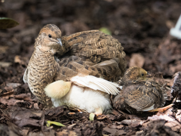 Quail chicks in Lund botanical gardens