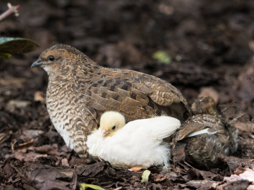 Quail chicks in Lund botanical gardens