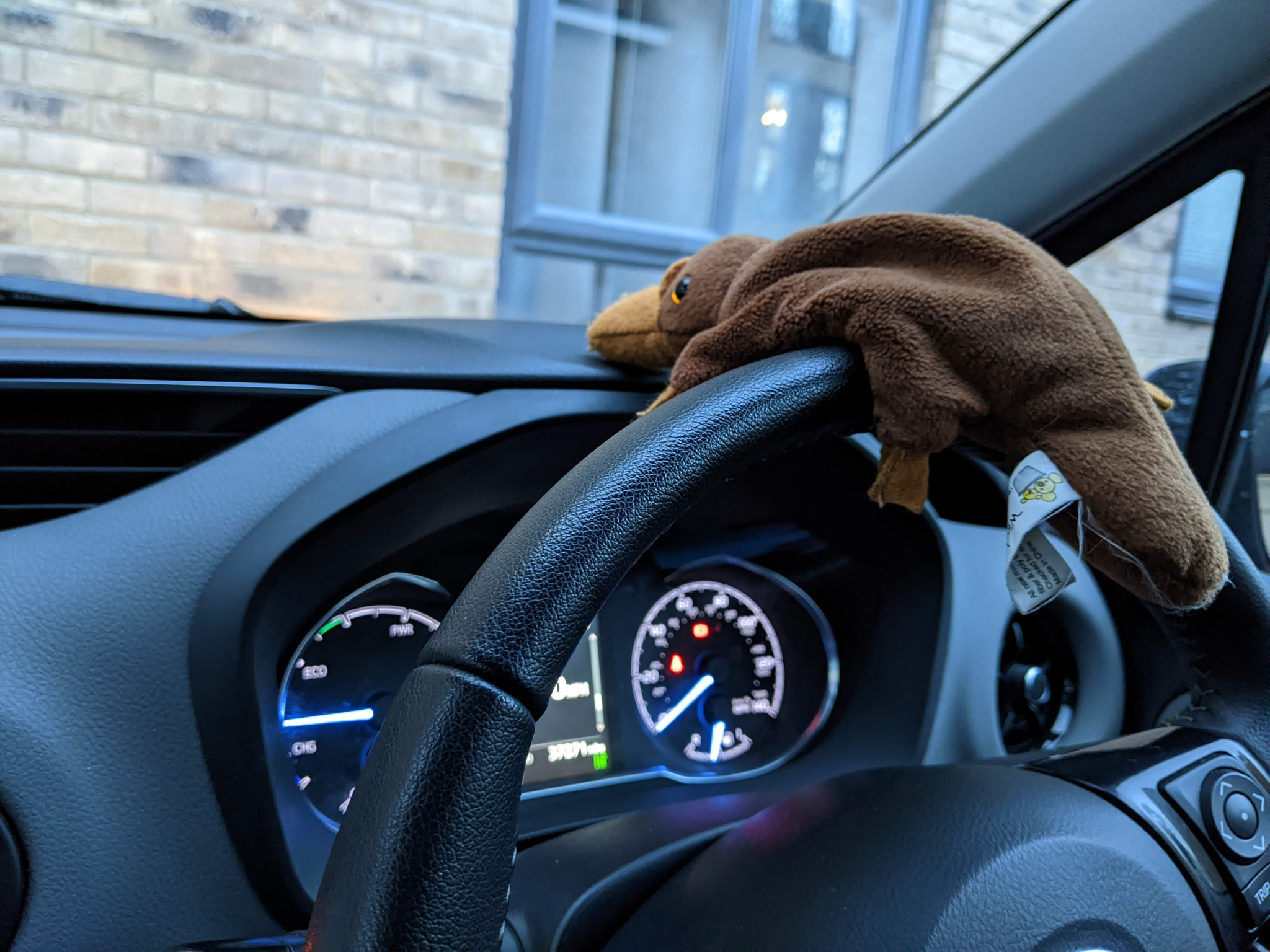 Bears, Car