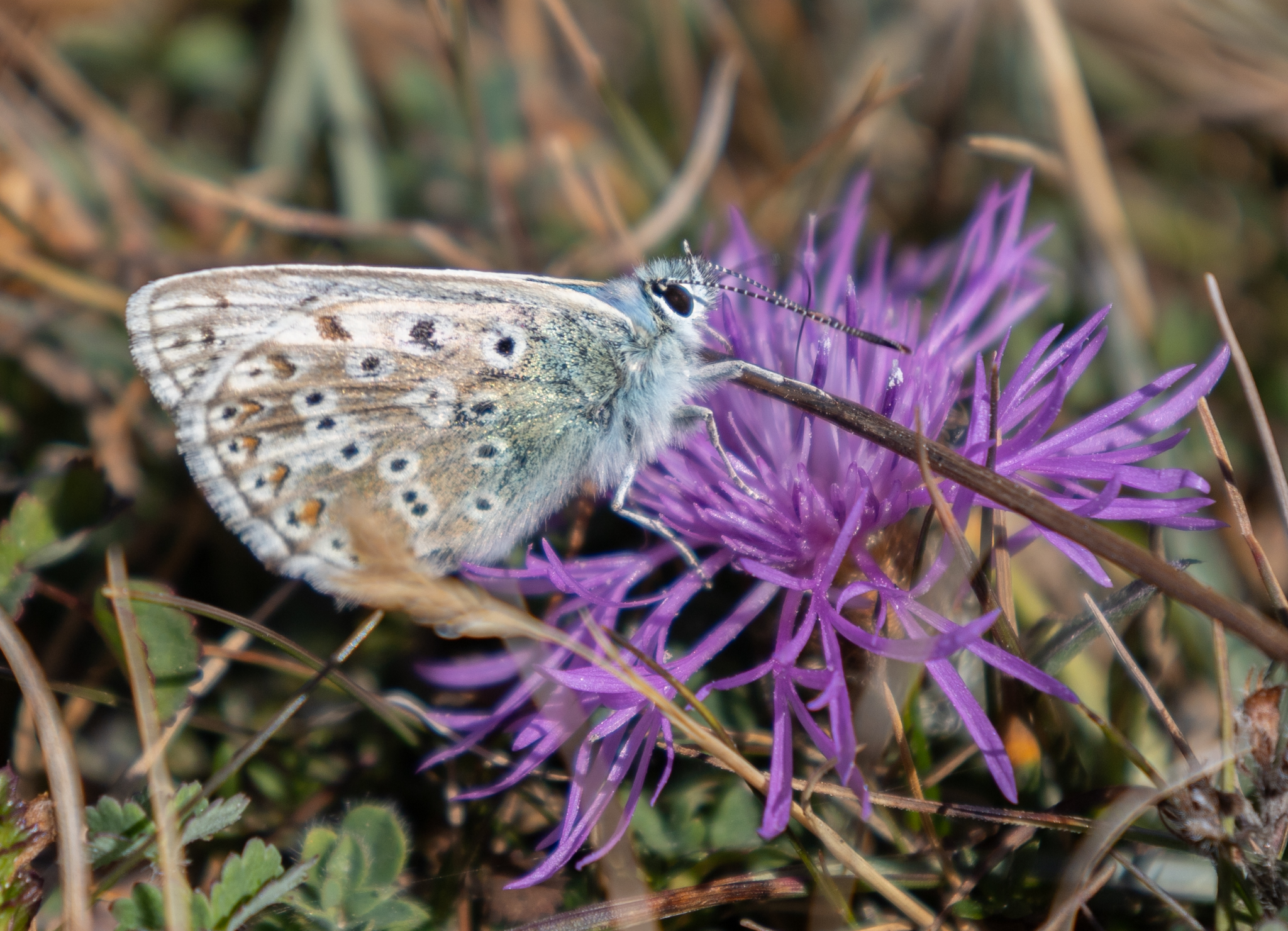 Butterfly, Isle of Wight, Nature, Tennyson Down