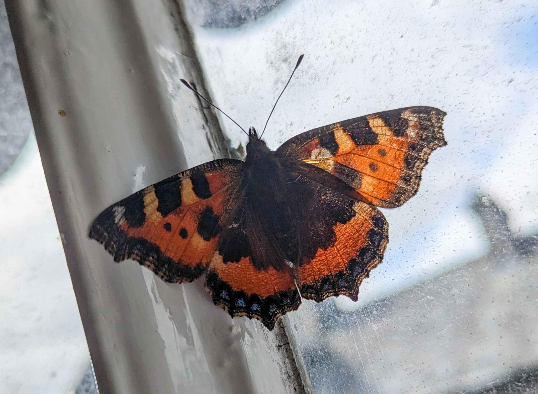 Butterfly, Lake District, Nature