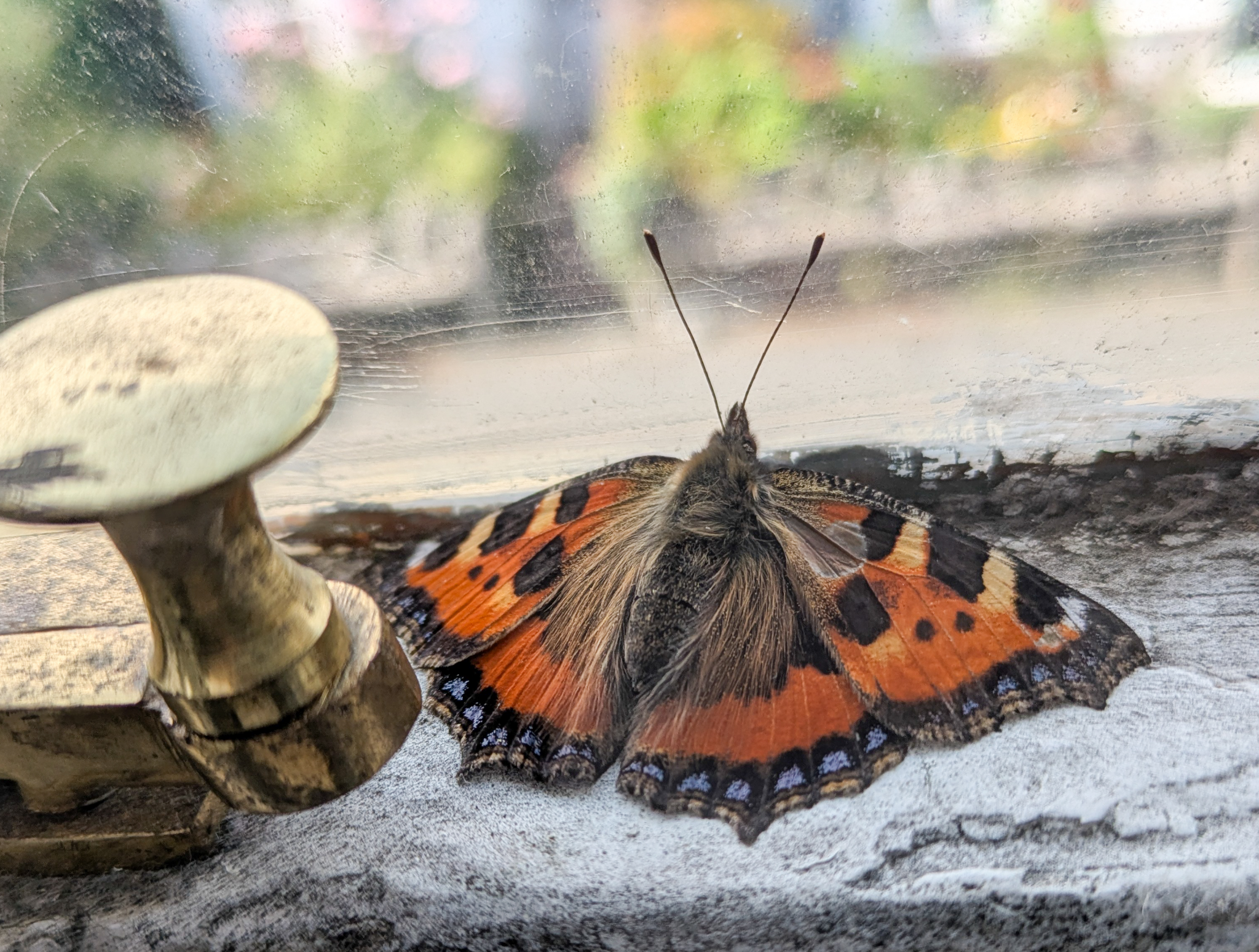 Butterfly, Lake District, Nature