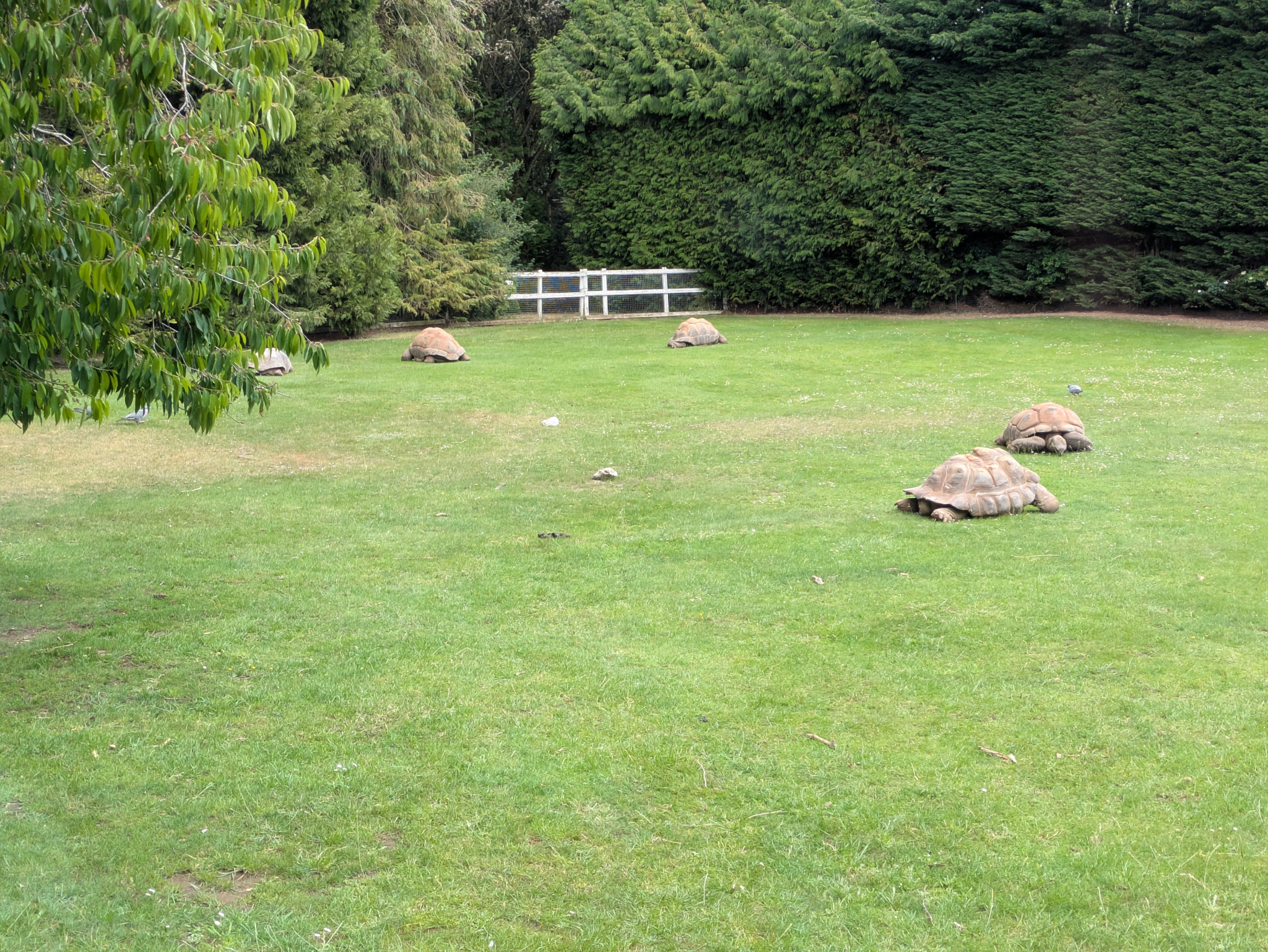 Linton Zoo, Nature, Tortoise