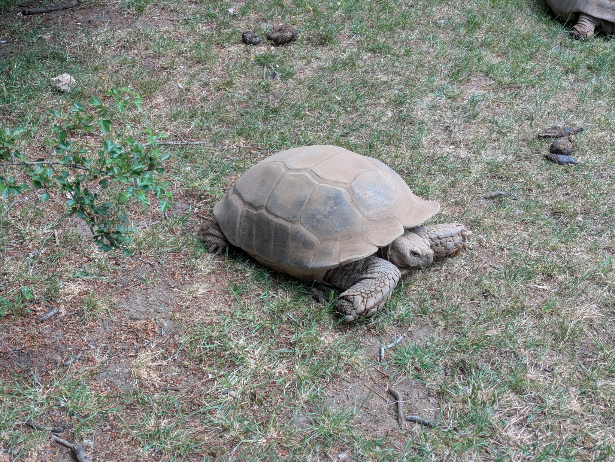 Linton Zoo, Nature, Tortoise