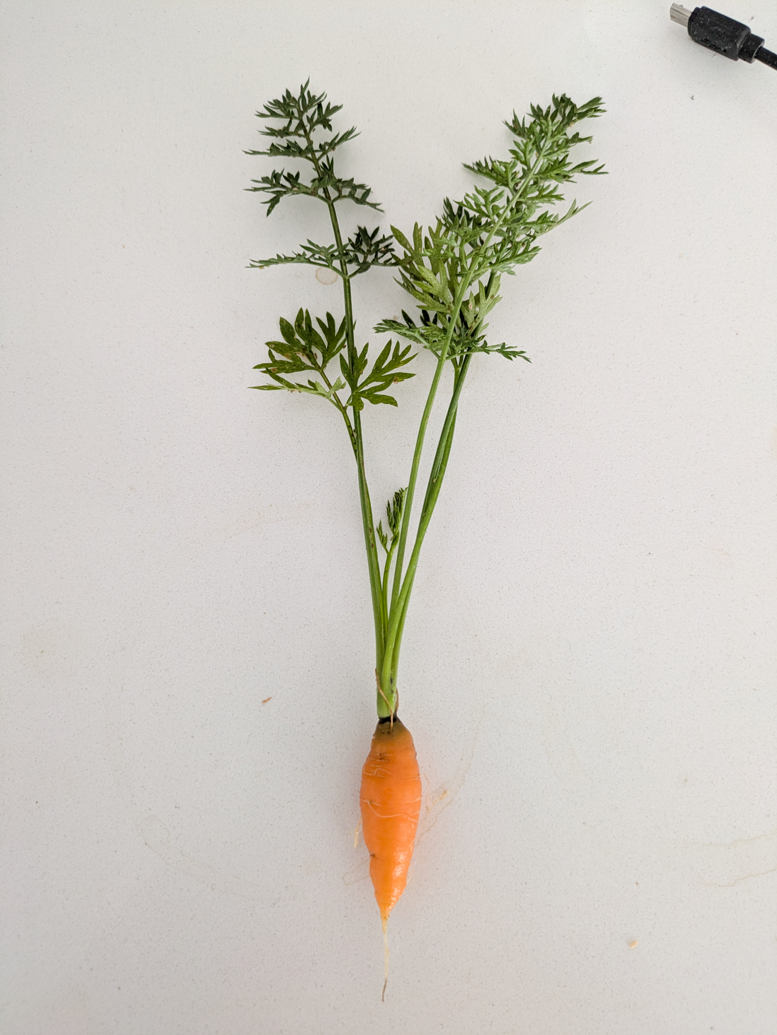 Carrot